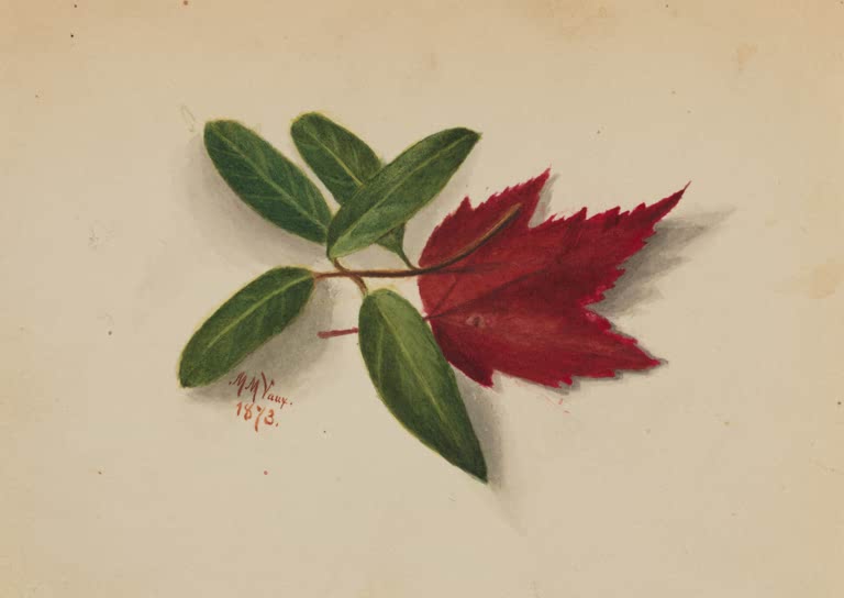 Mary Vaux Walcott Rotes Ahornblatt Kunstkopie, rotes Ahornblatt neben einem Zweig mit grünen ovalen Blättern