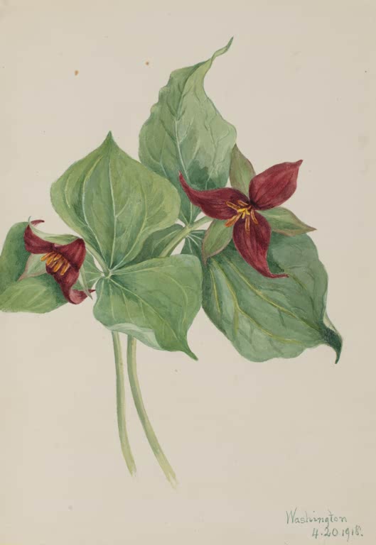 Mary Vaux Walcott Rotes Trillium Kunstkopie, dunkelrote Blüten über breiten grünen Blättern