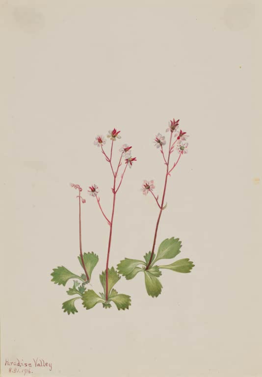 Mary Vaux Walcott Rotstieliger Steinbrech Kunstkopie, zarte Steinbrech-Pflanzen mit roten Stielen und kleinen rosa Blüten