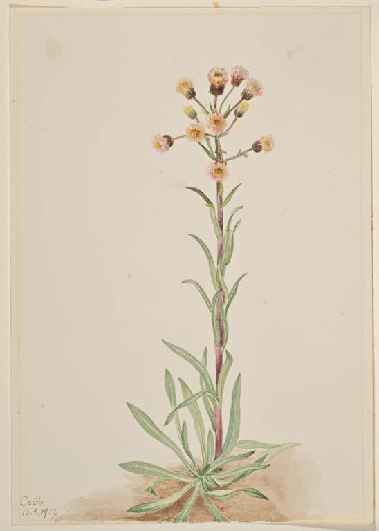 Mary Vaux Walcott Scharfes Berufkraut Kunstkopie, hoher Stängel mit rosa und gelben Blütenköpfen über Blattrosette