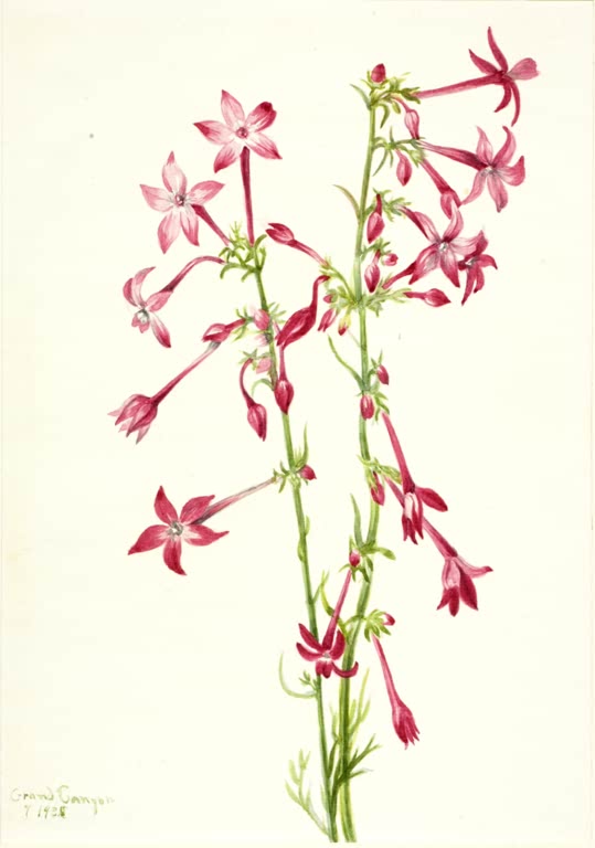 Mary Vaux Walcott Scharlach-Gilie Kunstkopie, rosa und rote Trichterblüten an zwei schlanken Stängeln mit feinen Blättern