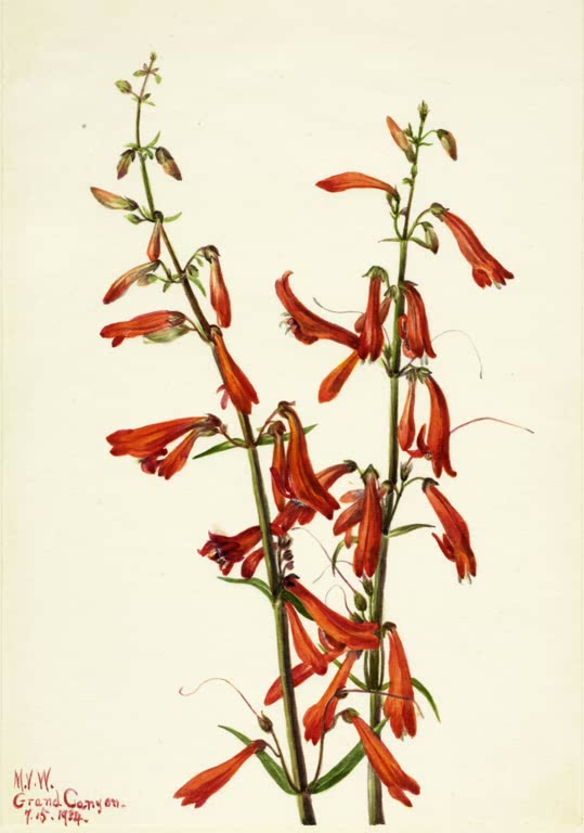 Mary Vaux Walcott Scharlachroter Bartfaden Kunstkopie, zwei Stängel mit scharlachroten Röhrenblüten auf hellem Papier