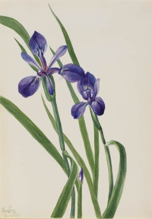Mary Vaux Walcott Schwertlilie Kunstkopie, violette Schwertlilienblüten mit langen grünen Blättern