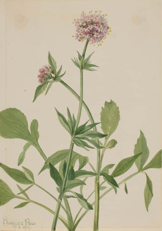 Mary Vaux Walcott Sitka-Baldrian Kunstkopie, kugelige rosa Blütendolde auf kräftigem Stängel mit hellgrünen Blättern