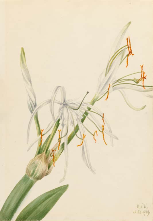 Mary Vaux Walcott Spinnenlilie Kunstkopie, Blüte mit fadenartigen weißen Blütenblättern und orangefarbenen Staubbeuteln
