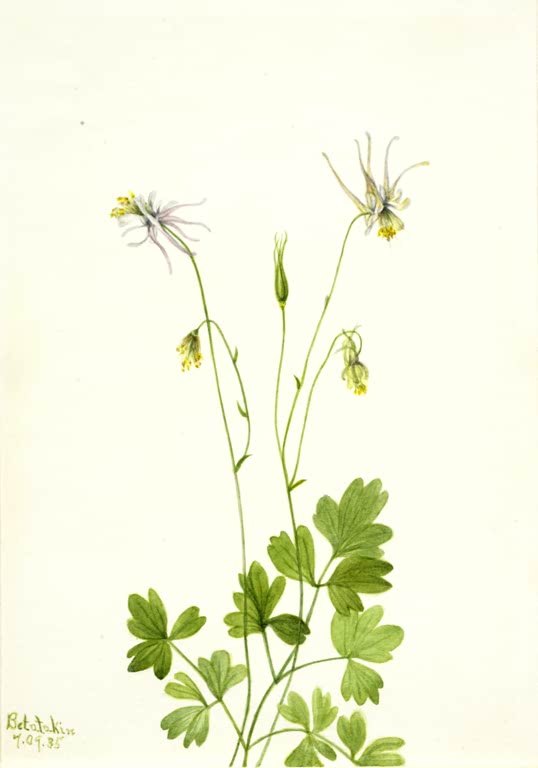 Mary Vaux Walcott Spornlose Akelei Kunstkopie, hohe dünne Stängel mit zarten weiß-violetten Blüten und gelappten Blättern