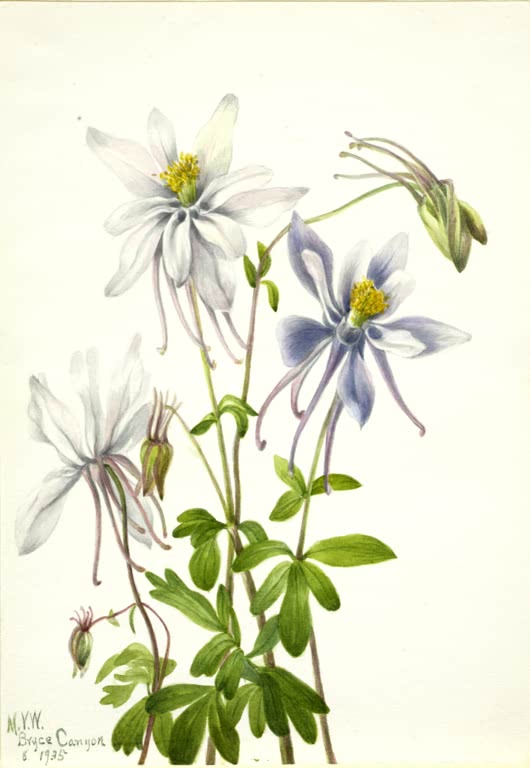 Mary Vaux Walcott Spornlose Akelei Kunstkopie, weiße und blauviolette Blüten mit gelber Mitte