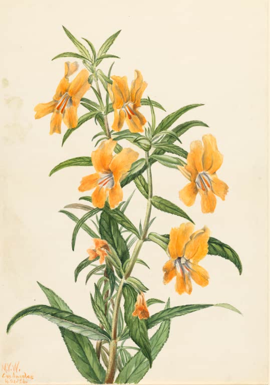 Mary Vaux Walcott Strauch-Gauklerblume Kunstkopie, orangegelbe Trichterblüten mit roten Linien an einem Stängel