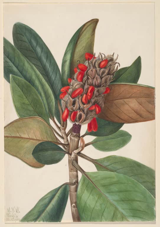 Mary Vaux Walcott Südliche Magnolie, Fruchtstand Kunstkopie, großer Fruchtstand mit roten Samen