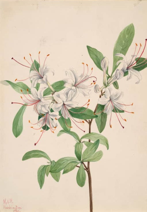 Mary Vaux Walcott Süße Azalee Kunstkopie, weiße Azaleenblüten mit langen roten Staubfäden an einem Zweig