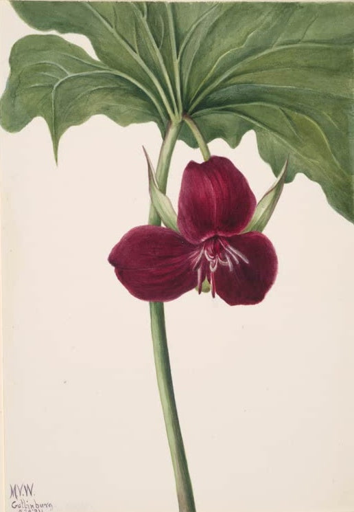 Mary Vaux Walcott Süßes Dreiblatt Kunstkopie, dunkelrote Trillium-Blüte unter einem großen grünen Blatt