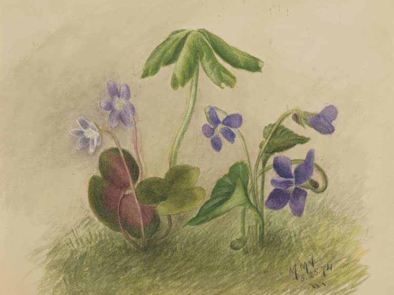 Mary Vaux Walcott Veilchen im Gras Kunstkopie, Veilchen und Blätter auf einem Grasstück