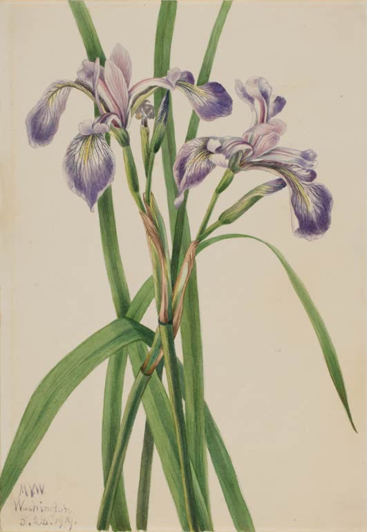 Mary Vaux Walcott Verschiedenfarbige Schwertlilie Kunstkopie, zwei violette Irisblüten mit hellen Adern