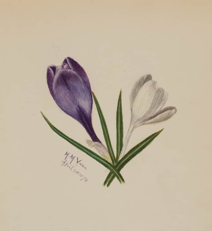 Mary Vaux Walcott Krokusse Kunstkopie, violetter und weißer Krokus mit gekreuzten schmalen Blättern