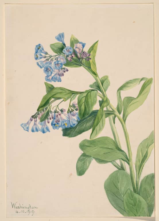Mary Vaux Walcott Virginia-Blauglöckchen Kunstkopie, blaue Blütenglocken an gebogenem Stängel über großen grünen Blättern