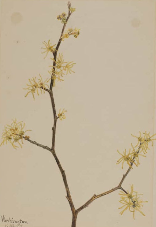 Mary Vaux Walcott Virginische Zaubernuss Kunstkopie, ein kahler, verzweigter Zweig mit gelben, fadenartigen Blüten
