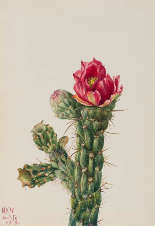 Mary Vaux Walcott Wanderstock-Cholla Kunstkopie, grüner Kaktus mit dichten Stacheln und leuchtend rosa Blüte an der Spitze