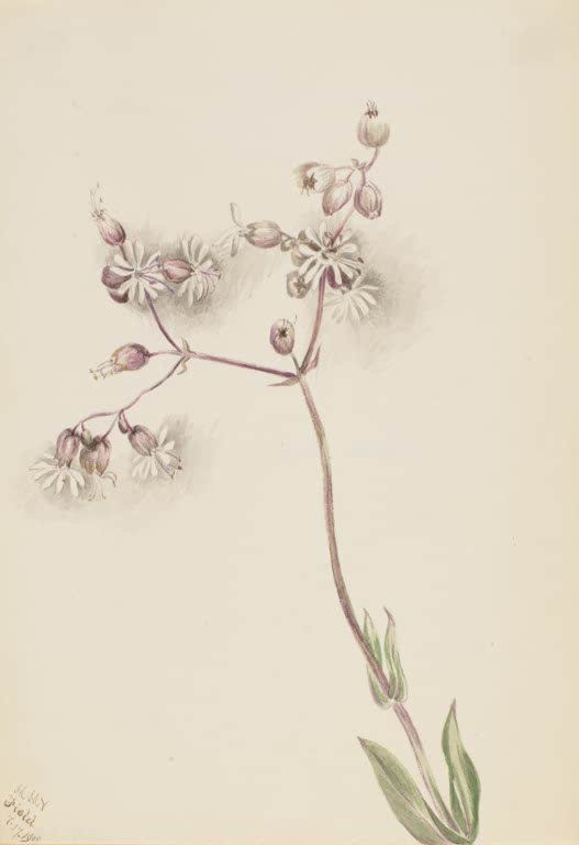 Mary Vaux Walcott Weiße Lichtnelke Kunstkopie, verzweigter Stängel mit weißlichen Blüten und aufgeblähten Kelchen