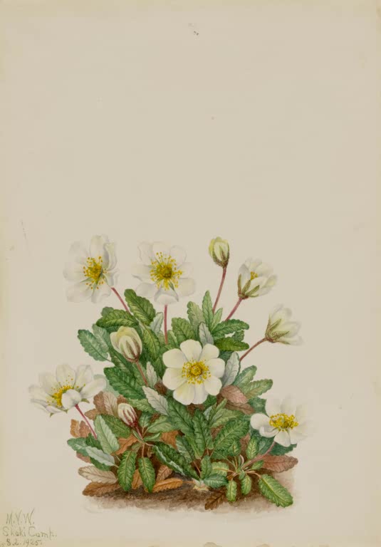 Mary Vaux Walcott Weiße Silberwurz Kunstkopie, ein Polster weißer Blüten mit gelber Mitte