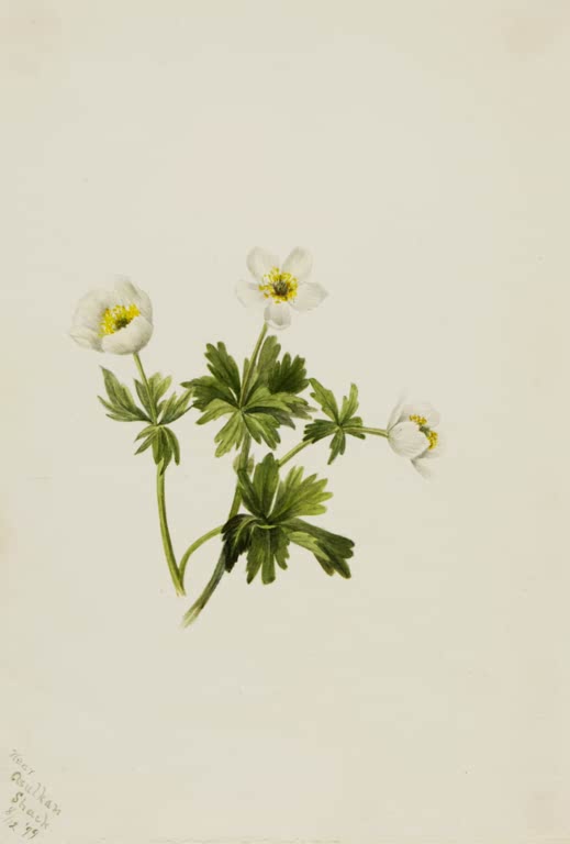 Mary Vaux Walcott Weiße Trollblume Kunstkopie, drei weiße Blüten mit gelben Staubfäden über grünen Blättern