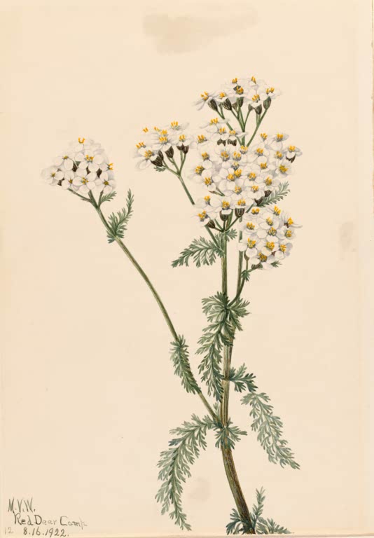Mary Vaux Walcott Westliche Schafgarbe Kunstkopie, weiße Blütenschirme und fein gefiederte Blätter