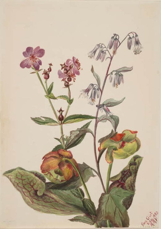 Mary Vaux Walcott Wiesenschönheit, Hasenlattich, Schlauchpflanze Kunstkopie, violette und grüne Pflanzen im Arrangement