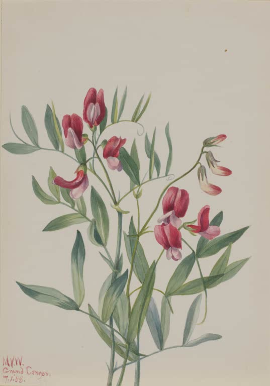Mary Vaux Walcott Wilde Platterbse Kunstkopie, rote Schmetterlingsblüten an rankenden Stängeln mit schmalen grünen Blättern