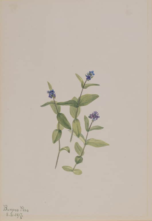 Mary Vaux Walcott Wormskjolds Ehrenpreis Kunstkopie, drei Triebe mit kleinen blauvioletten Blüten auf hellem Grund