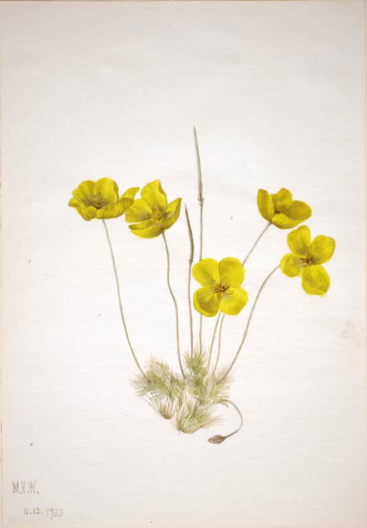 Mary Vaux Walcott Wüsten-Goldmohn Kunstkopie, fünf gelbe Mohnblüten auf dünnen Stielen über einem fein behaarten Blattbüschel