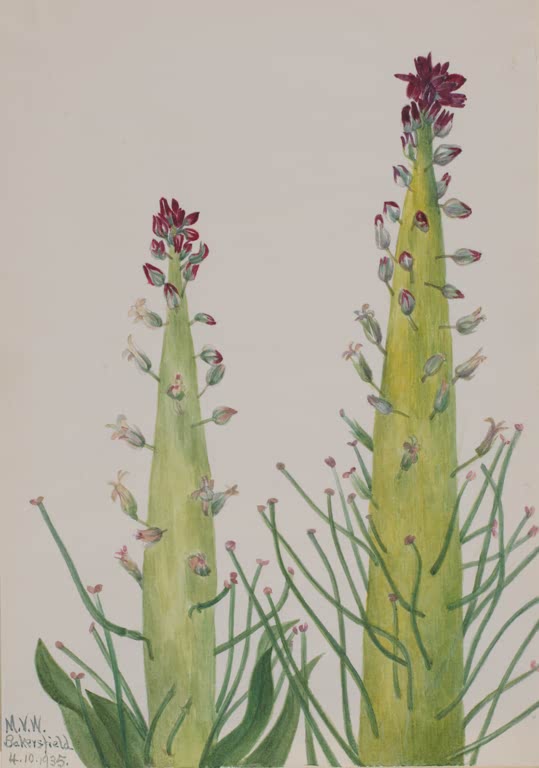Mary Vaux Walcott Wüstenkerze Kunstkopie, zwei kegelförmige gelbgrüne Stängel mit weinroten Knospen und dünnen Seitentrieben