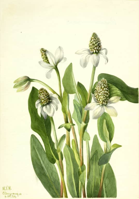 Mary Vaux Walcott Yerba Mansa Kunstkopie, weiße Hochblätter und zapfenförmige Blütenkolben über grünen Blättern