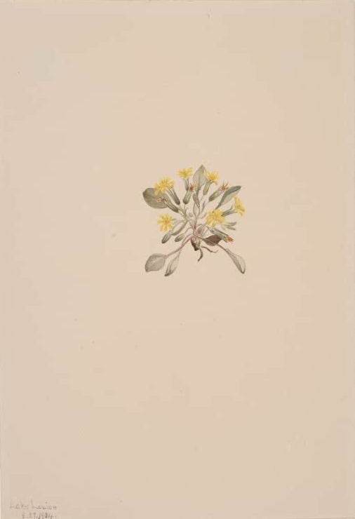 Mary Vaux Walcott Zierlicher Pippau Kunstkopie, kleiner Büschel mit gelben Blüten und graugrünen Blättern auf leerem Grund