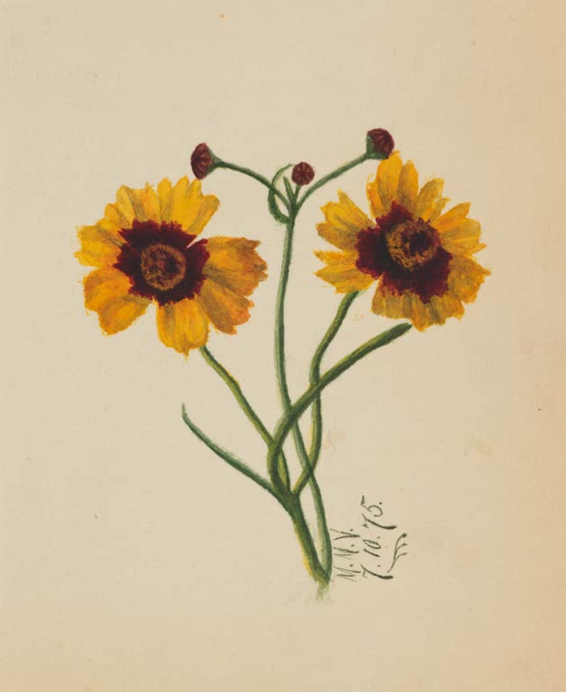 Mary Vaux Walcott Gelbe Blüten, rote Mitte Kunstkopie, zwei goldgelbe Blüten mit dunkelroter Mitte und rote Knospen