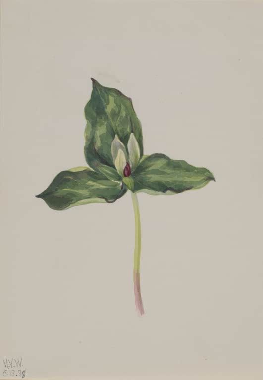 Mary Vaux Walcott Zweifarbiges Dreiblatt Kunstkopie, Dreiblatt mit gefleckten grünen Blättern und aufrechter heller Blüte