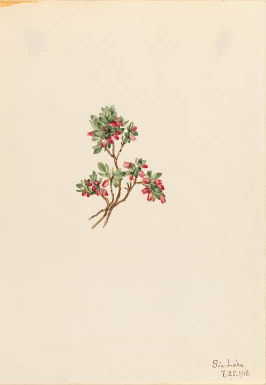 Mary Vaux Walcott Zwerg-Heidelbeere Kunstkopie, kleiner Zweig mit rosa Blütenglöckchen und grünen Blättern auf hellem Papier