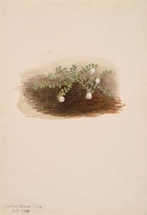 Mary Vaux Walcott Zwergstrauch mit weißen Beeren Kunstkopie, kriechender Zweig mit weißen Beeren auf Erdgrund