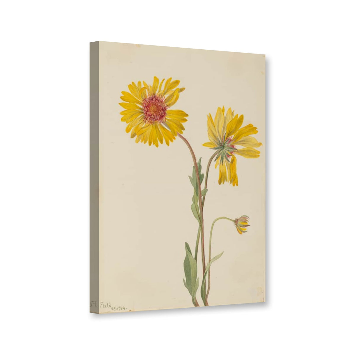 Mehrjährige Kokardenblume (Gaillardia aristata) von Mary Vaux Walcott als Leinwand – Perspektivansicht