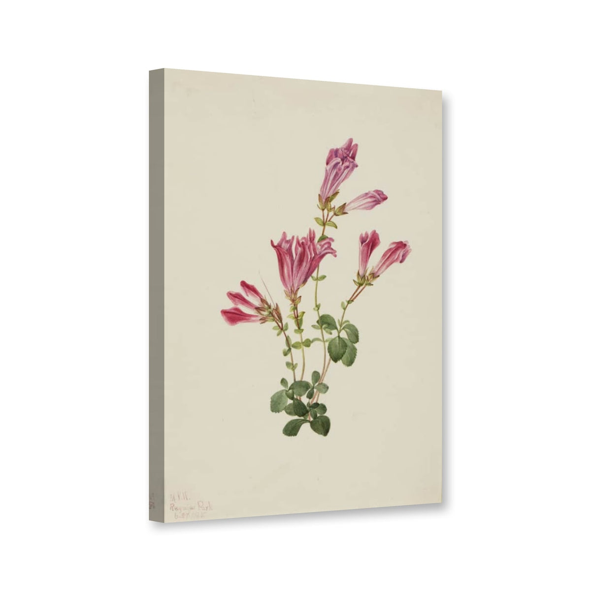 Menzies-Bartfaden (Pentstemon menziesii) von Mary Vaux Walcott als Leinwand – Perspektivansicht