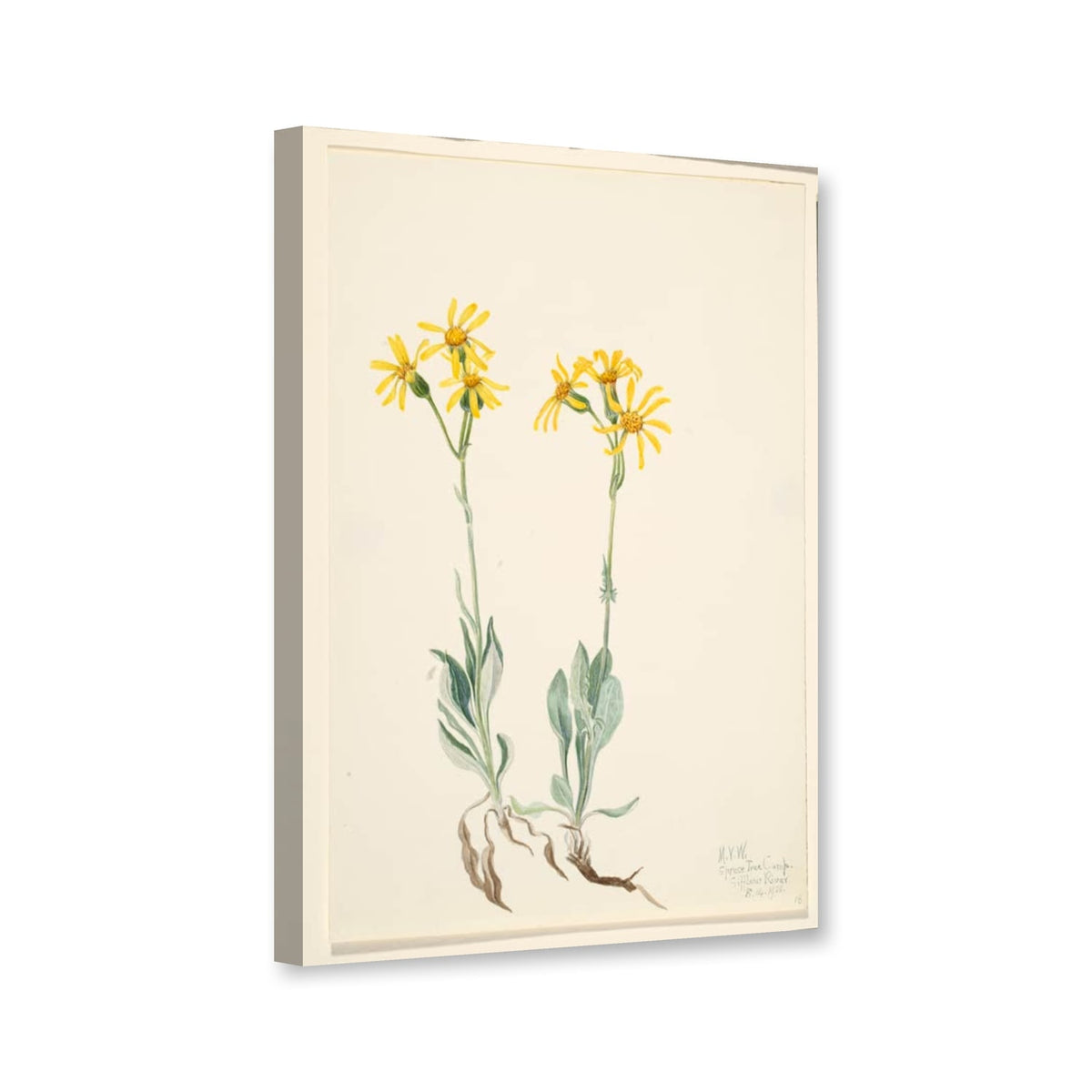 Montana-Herzblatt (Parnassia montanesis) von Mary Vaux Walcott als Leinwand – Perspektivansicht