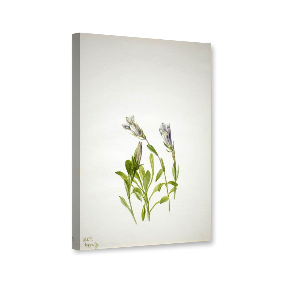 Newberrys Enzian (Gentiana newberri) von Mary Vaux Walcott als Leinwand – Perspektivansicht