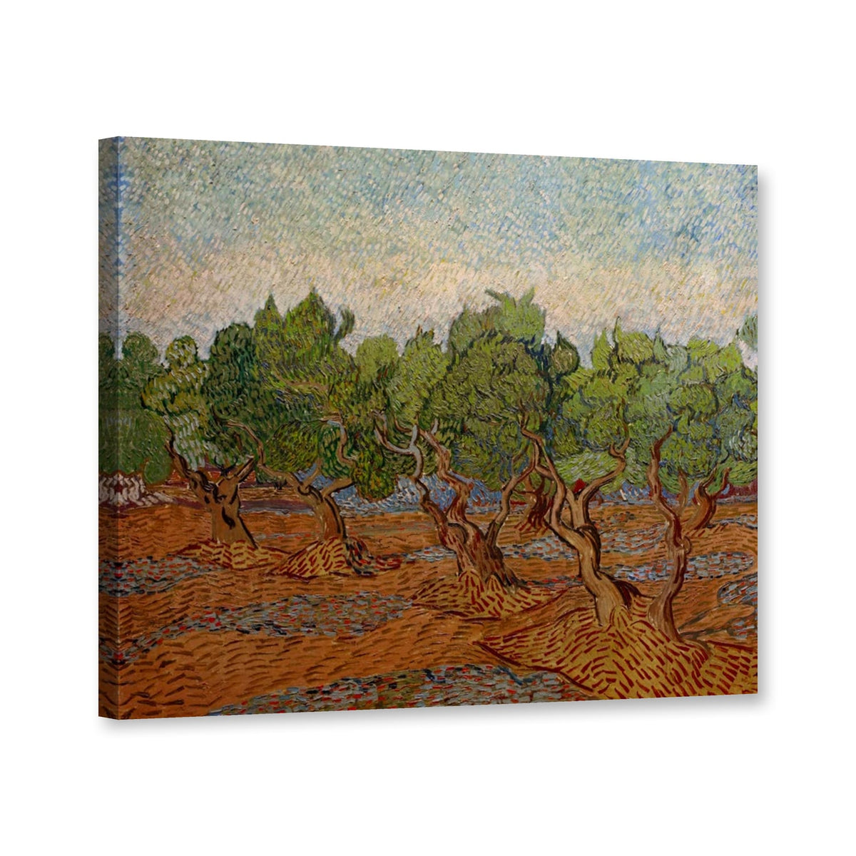 Olivenhain von Vincent van Gogh als Leinwand – Perspektivansicht