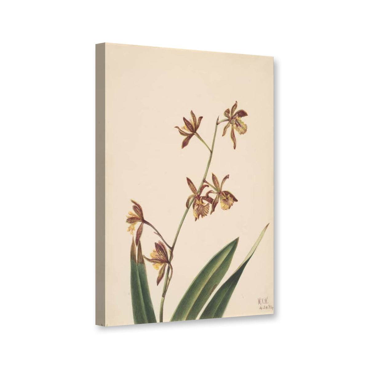 Orchideenstudie mit gelbbraunen Blüten, 1924 von Mary Vaux Walcott als Leinwand – Perspektivansicht