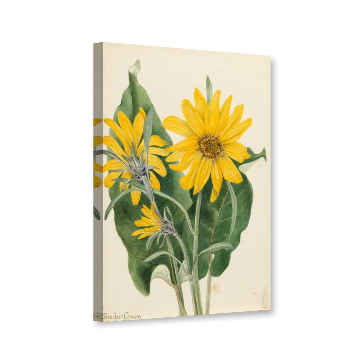 Pfeilblättrige Balsamwurzel (Balsamorhiza sagittata) von Mary Vaux Walcott als Leinwand – Perspektivansicht