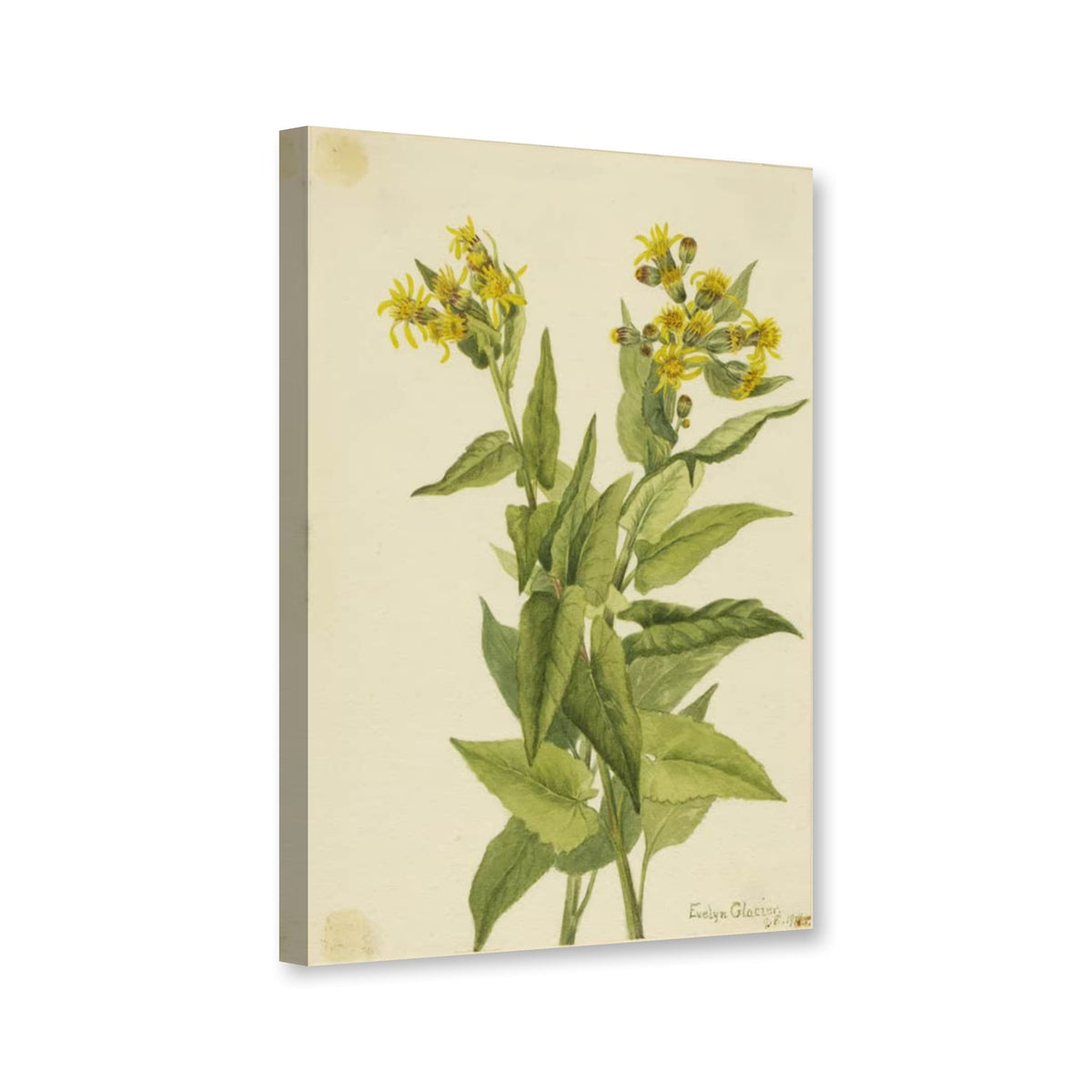 Pfeilblättriges Greiskraut (Senecia triangularis) von Mary Vaux Walcott als Leinwand – Perspektivansicht