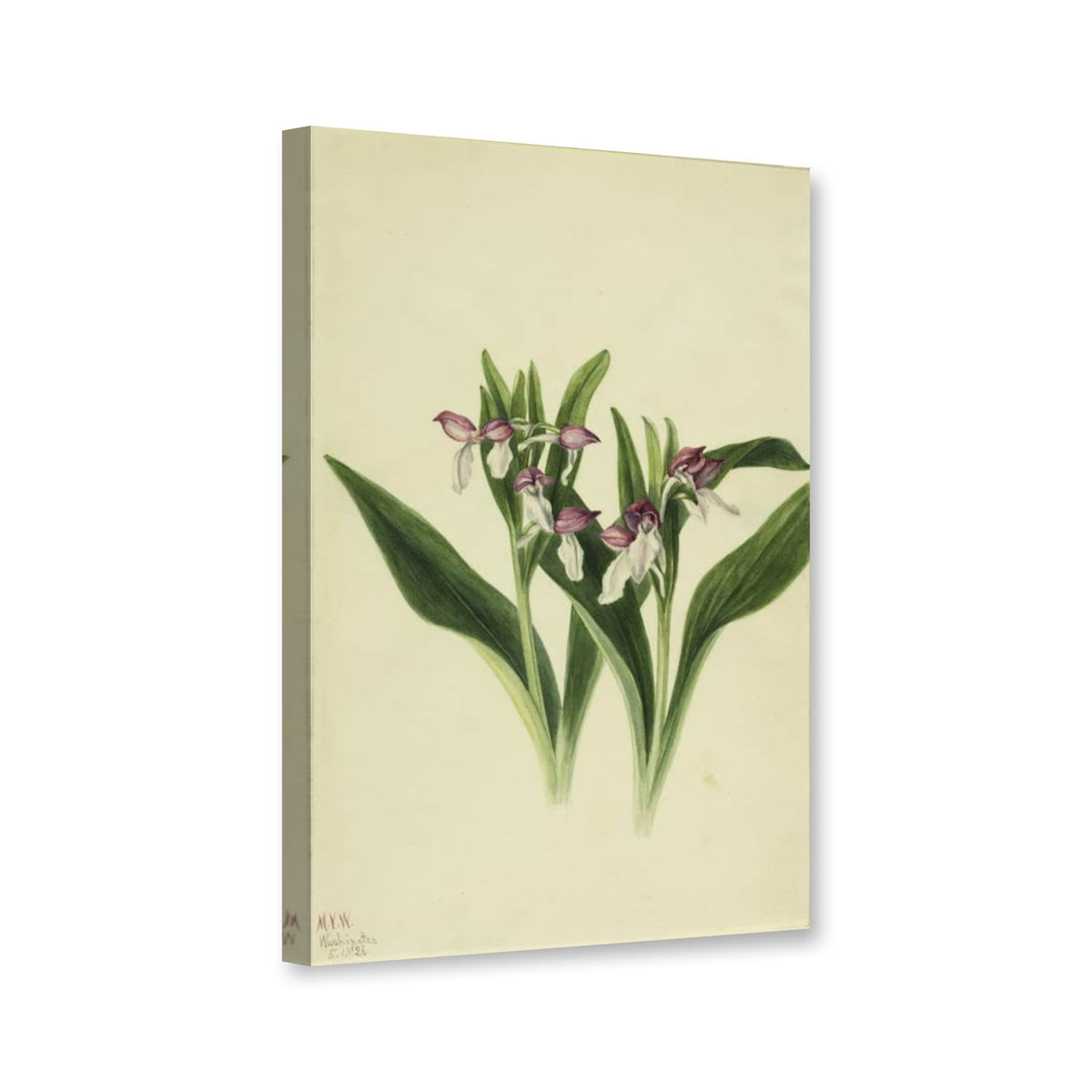 Prächtiges Knabenkraut, 1926 (Orchis spectabilis) von Mary Vaux Walcott als Leinwand – Perspektivansicht
