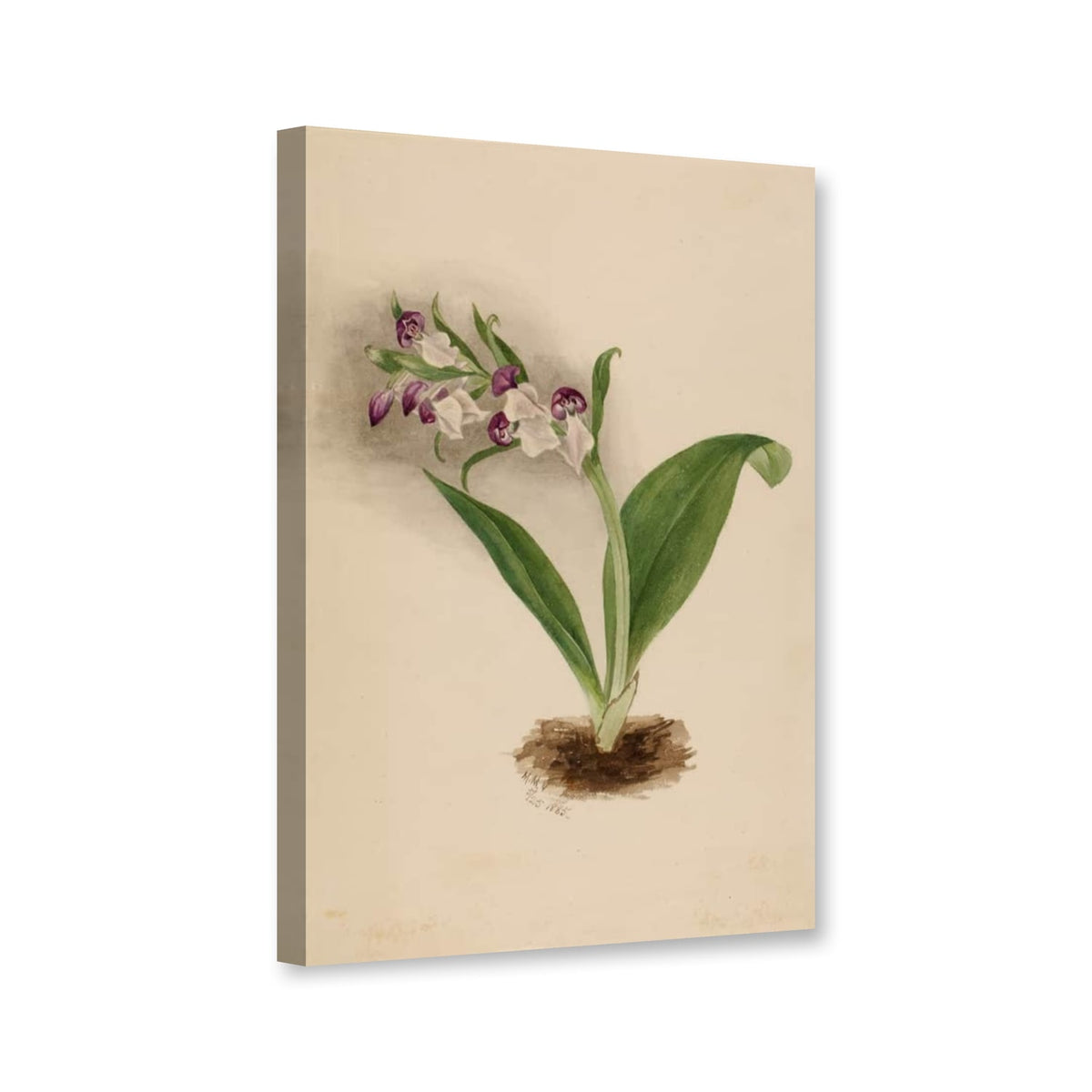 Prächtiges Knabenkraut (Orchis spectabilis) von Mary Vaux Walcott als Leinwand – Perspektivansicht