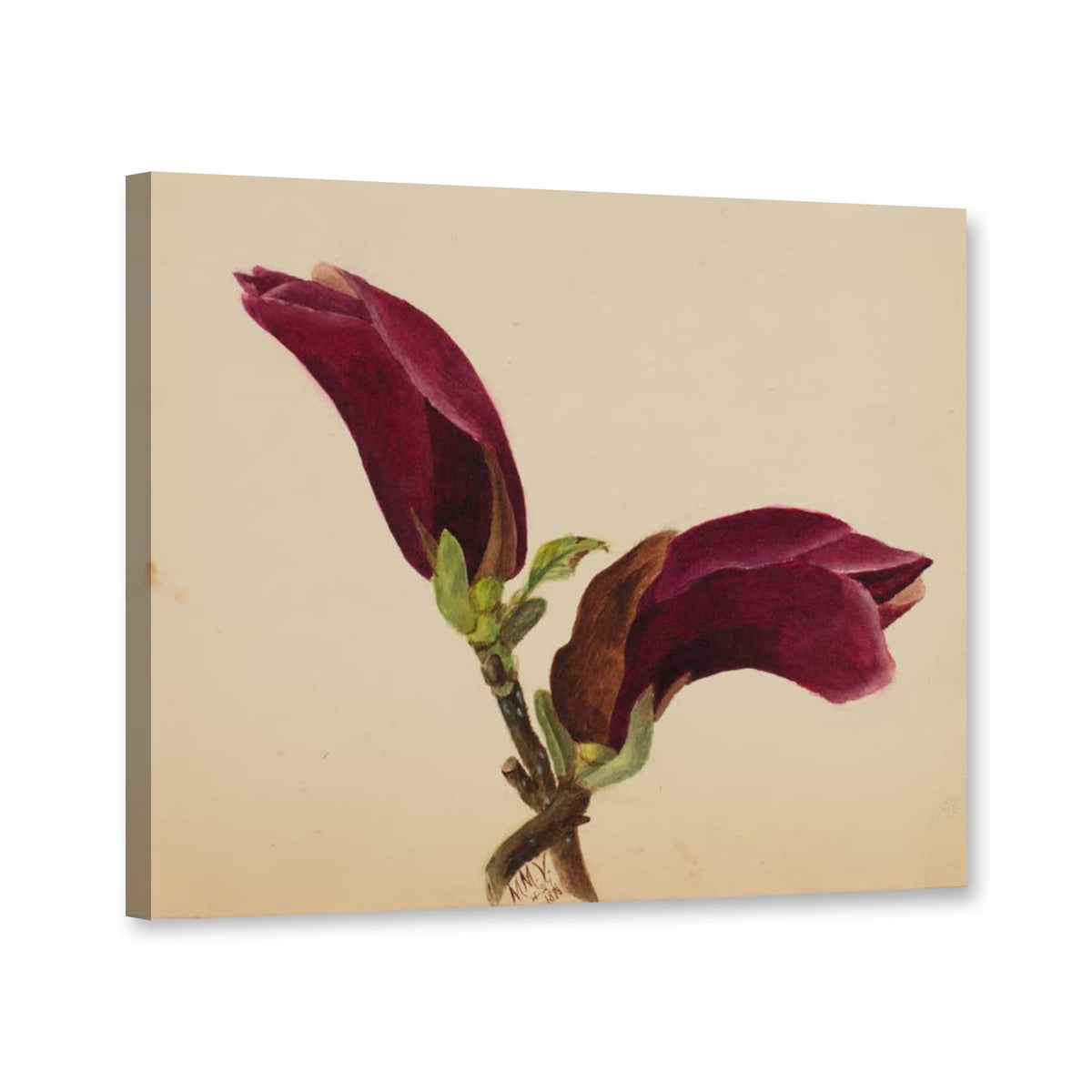 Purpurrote Knospen am Zweig, 1876 von Mary Vaux Walcott als Leinwand – Perspektivansicht