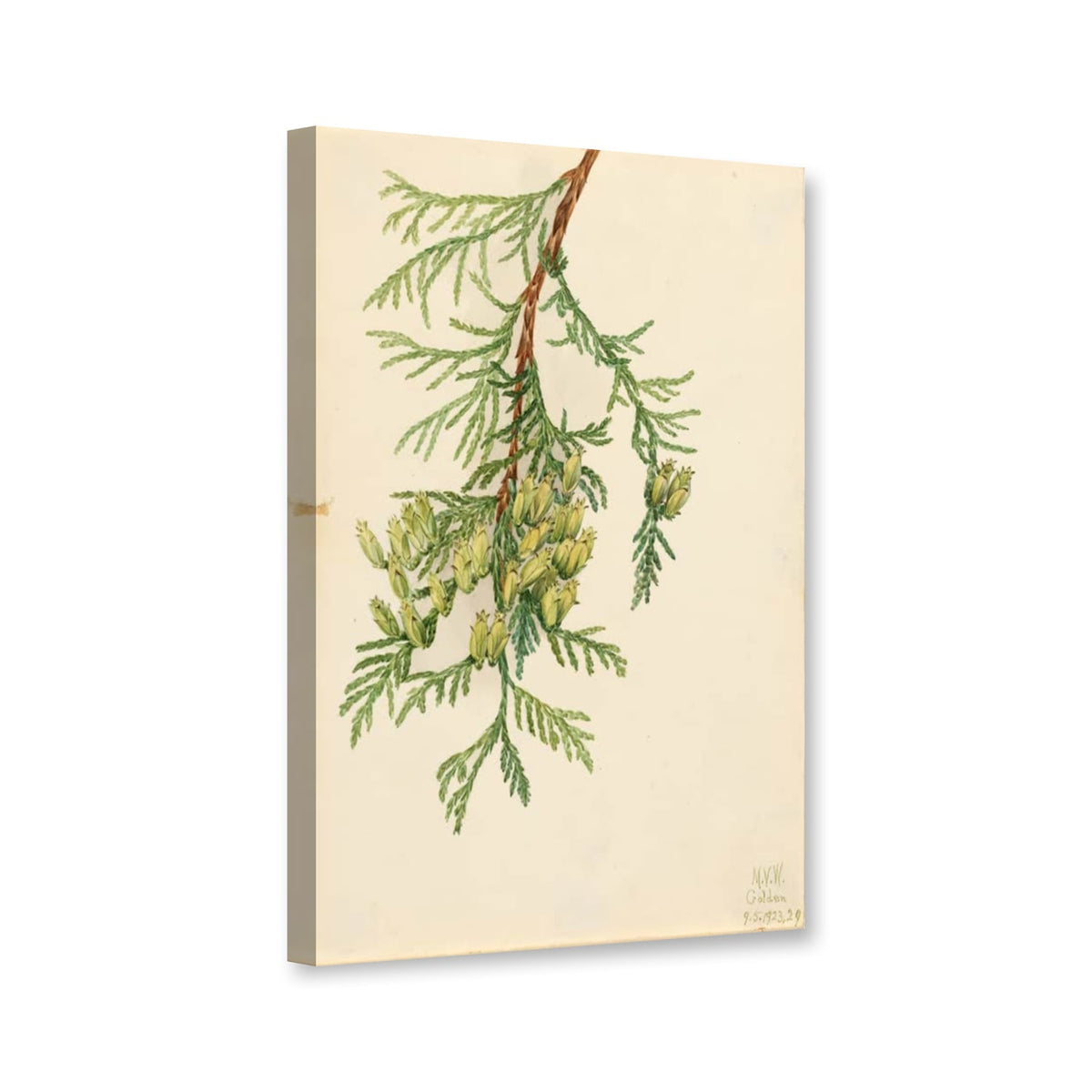 Riesen-Lebensbaum, Zweig mit Zapfen (Thuja plicata) von Mary Vaux Walcott als Leinwand – Perspektivansicht