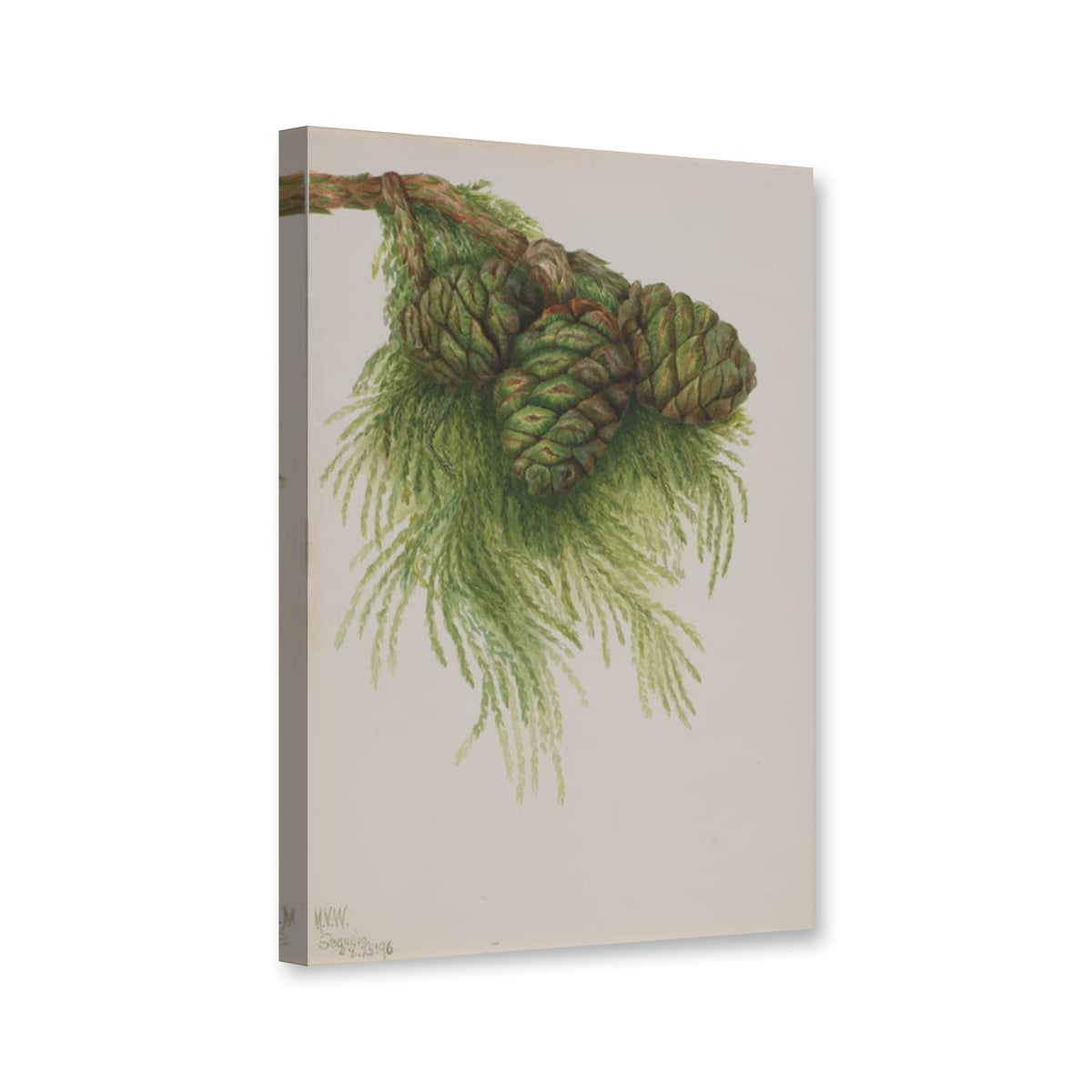 Riesenmammutbaum (Sequoia gigantea) von Mary Vaux Walcott als Leinwand – Perspektivansicht