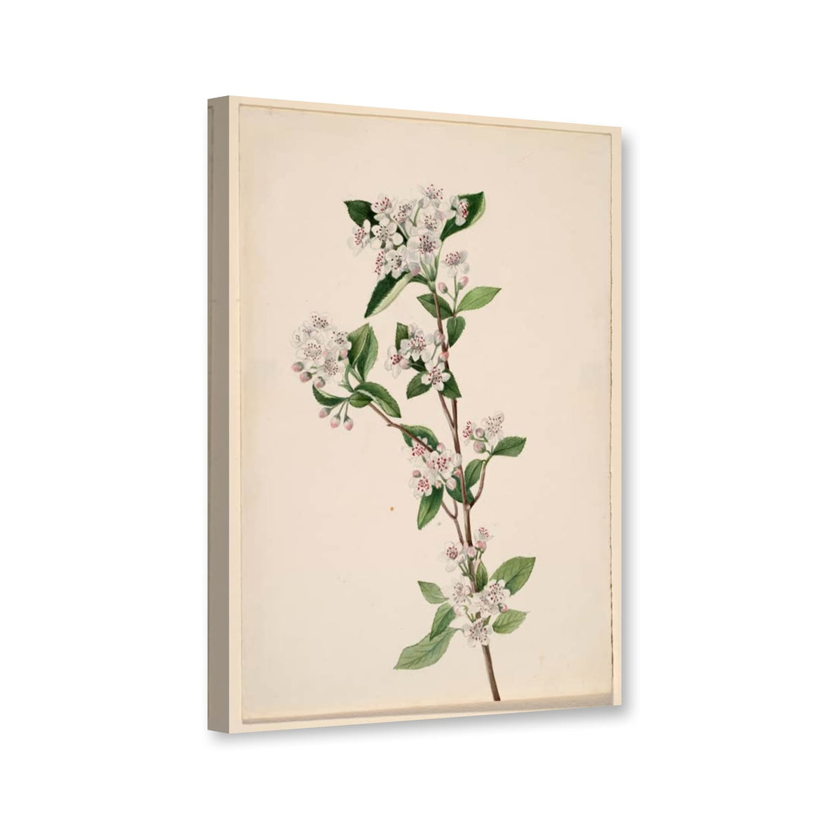 Rote Apfelbeere, Blüte (Aronia arbutifolia) von Mary Vaux Walcott als Leinwand – Perspektivansicht